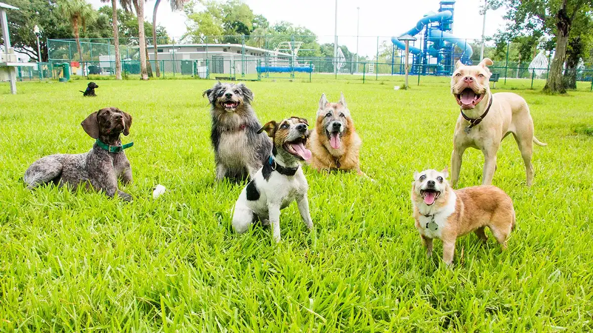 Dogs Activities